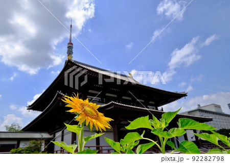 ひまわり咲く増上寺 東京都港区芝公園 ひまわり咲く増上寺 東京都港区芝公園 92282798