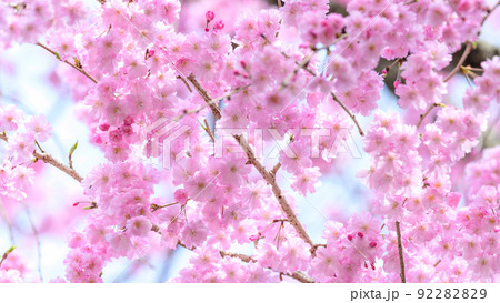 西原村の桜クローズアップ「美しいすだれ桜の花が咲きました」阿蘇郡西原村 西原村の桜クローズアップ「美しいすだれ桜の花が咲きました」阿蘇郡西原村 92282829