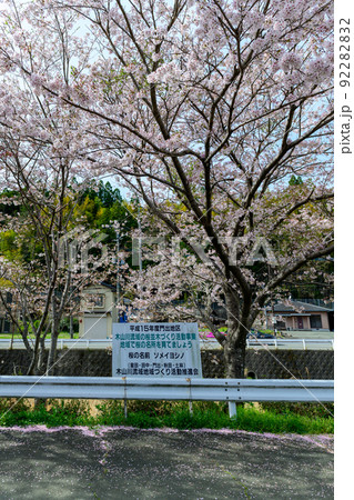 西原村の桜「美しい桜並木の花が咲きました」阿蘇郡西原村 西原村の桜「美しい桜並木の花が咲きました」阿蘇郡西原村 92282832
