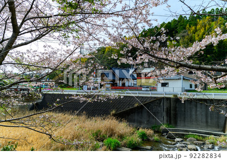 西原村の桜「美しい桜並木の花が咲きました」阿蘇郡西原村 西原村の桜「美しい桜並木の花が咲きました」阿蘇郡西原村 92282834