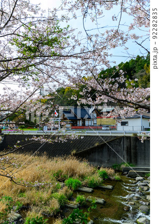 西原村の桜「美しい桜並木の花が咲きました」阿蘇郡西原村 西原村の桜「美しい桜並木の花が咲きました」阿蘇郡西原村 92282835