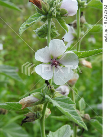 マーシュマロウ（和名：ビロードアオイ） 92282862