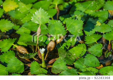 ヒシの花 ヒシの花 92283368