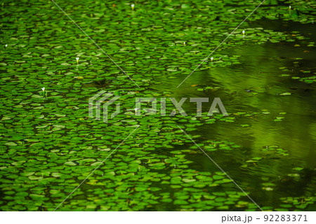 花咲くヒシが浮かぶ池 花咲くヒシが浮かぶ池 92283371