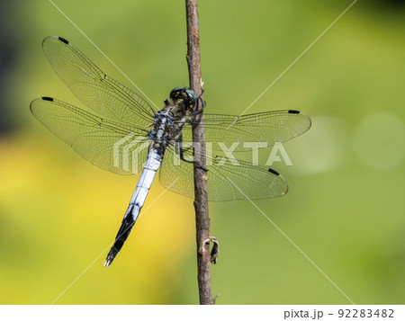 池の枯れ草にとまっているシオカラトンボ 池の枯れ草にとまっているシオカラトンボ 92283482