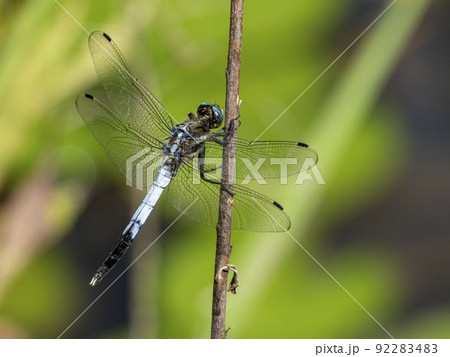 池の枯れ草にとまっているシオカラトンボ 92283483