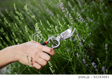 Girl cuts lavender with secateurs 92283681
