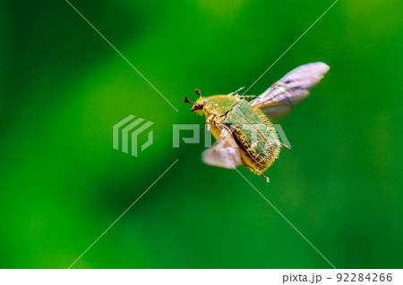 飛翔するハナムグリ 92284266