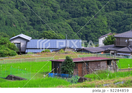 夏の原風景　青根の田園 92284859