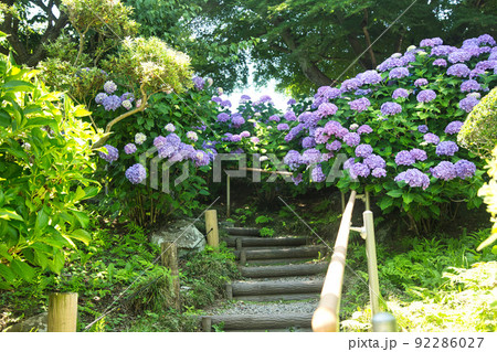階段沿いに咲くアジサイ 92286027