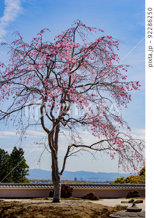 京都市西京区大原野正法寺の桜を撮影 92286250