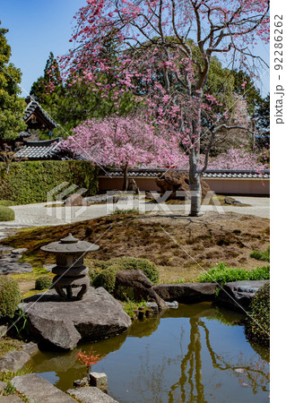 京都市西京区大原野正法寺の桜を撮影 京都市西京区大原野正法寺の桜を撮影 92286262
