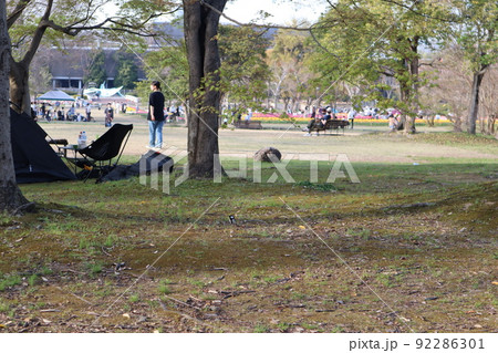 木の多い公園 92286301