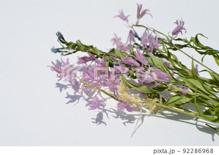 パステルカラーのドライフラワー 92286968