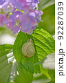 Hydrangea and snail, アジサイとカタツムリ 92287039