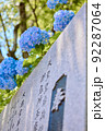 Hydrangea at the shrine, 神社のアジサイ 92287064