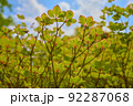 Azalea leaves, ゴヨウツツジの葉 92287068