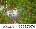 Redvein enkianthus, サラサドウダン 92287070