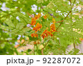 Peacock Flower, オオゴチョウ 92287072