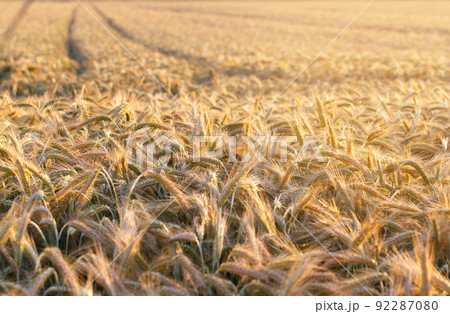 Wheat field on Ukraine Wheat field on Ukraine 92287080
