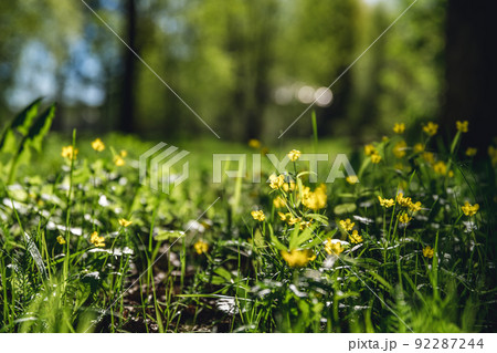 yellow buttercup flowers in the forest 92287244