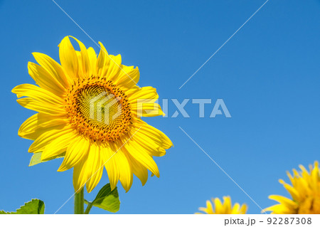 Closeup of the beautiful sunflower is blooming under the clear blue sky. Closeup of the beautiful sunflower is blooming under the clear blue sky. 92287308