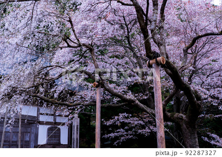 京都市右京区京北井戸町常照皇寺の桜を撮影 京都市右京区京北井戸町常照皇寺の桜を撮影 92287327