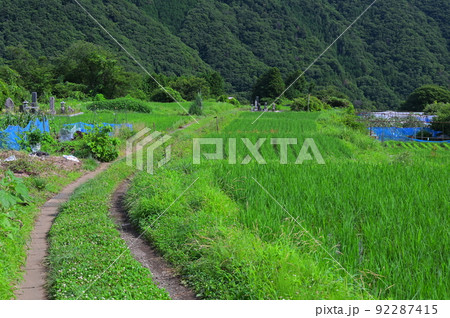 田んぼの横を通る道 田んぼの横を通る道 92287415