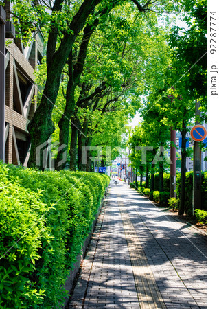 広島市役所沿いの緑の歩道風景です。緑が鮮やかなトンネルのようです。市役所から東方面を展望。広島県 広島市役所沿いの緑の歩道風景です。緑が鮮やかなトンネルのようです。市役所から東方面を展望。広島県 92287774