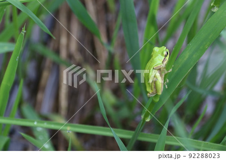 ヒガシニホンアマガエル 92288023