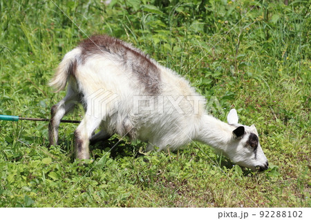 ヤギ／山羊（埼玉県日高市：巾着田） 92288102