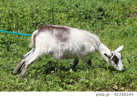 ヤギ/山羊(埼玉県日高市:巾着田) ヤギ/山羊(埼玉県日高市:巾着田) 92288104