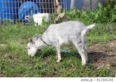 ヤギ／山羊（埼玉県日高市：巾着田） 92288108