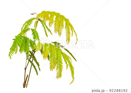 観葉植物マメ科エバーフレッシュの新芽 観葉植物マメ科エバーフレッシュの新芽 92288192