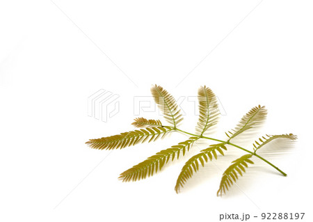 観葉植物マメ科エバーフレッシュの新芽 92288197