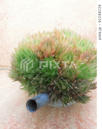 ハオルチア ハオルチア 92288726