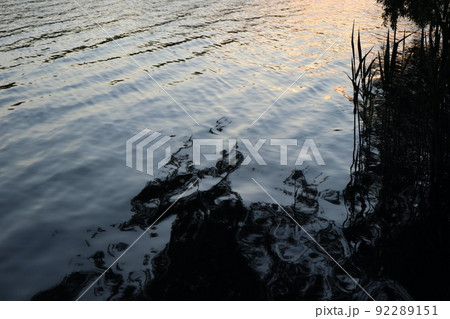 Reflections of the forest in the river at sunset  92289151