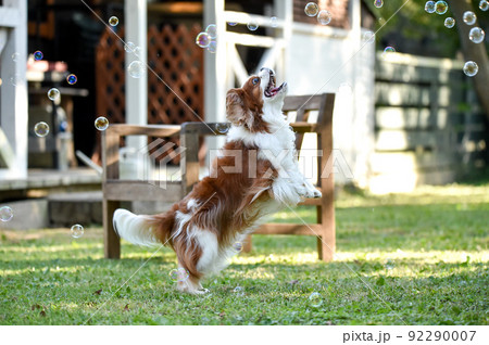 ドッグランでシャボン玉で遊ぶキャバリア 92290007