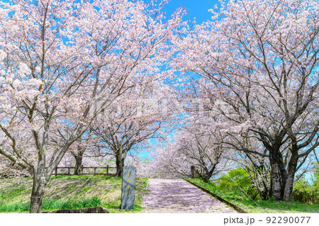 春空を背景に美しい桜満開風景「木山城跡」お花見スポット・観光名所 春空を背景に美しい桜満開風景「木山城跡」お花見スポット・観光名所 92290077