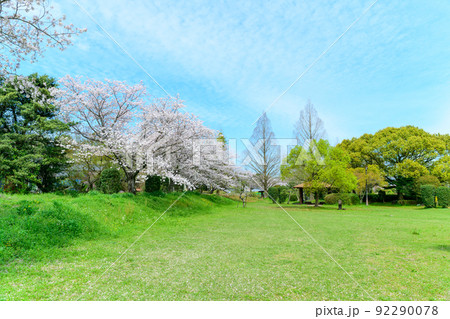 春空を背景に美しい桜満開風景「秋津川河川公園」お花見スポット・観光名所 春空を背景に美しい桜満開風景「秋津川河川公園」お花見スポット・観光名所 92290078