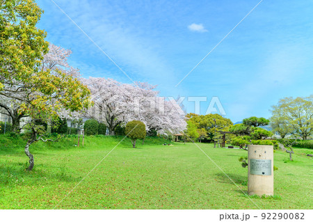 春空を背景に美しい桜満開風景「秋津川河川公園」お花見スポット・観光名所 92290082