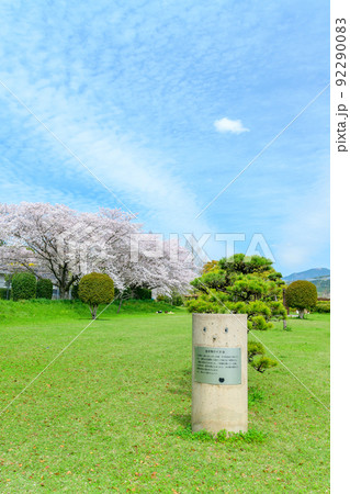 春空を背景に美しい桜満開風景「秋津川河川公園」お花見スポット・観光名所 92290083