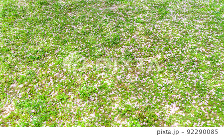 うららかな春の美しい桜・桜散る風景「秋津川河川公園」お花見スポット・観光名所 92290085