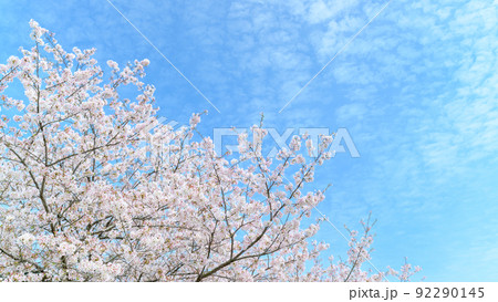 春空を背景に美しい桜満開風景「木山城跡」お花見スポット・観光名所 春空を背景に美しい桜満開風景「木山城跡」お花見スポット・観光名所 92290145
