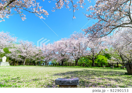 春空を背景に美しい桜満開風景「木山城跡」お花見スポット・観光名所 92290153