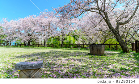 春空を背景に美しい桜満開風景「木山城跡」お花見スポット・観光名所 92290154