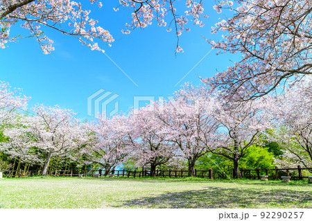 春空を背景に美しい桜満開風景「木山城跡」お花見スポット・観光名所 92290257
