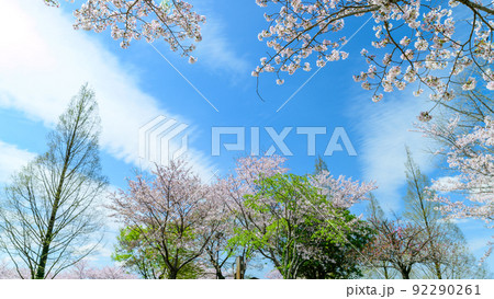 春空を背景に美しい桜満開風景「木山城跡」お花見スポット・観光名所 春空を背景に美しい桜満開風景「木山城跡」お花見スポット・観光名所 92290261