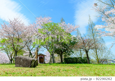 春空を背景に美しい桜満開風景「木山城跡」お花見スポット・観光名所 春空を背景に美しい桜満開風景「木山城跡」お花見スポット・観光名所 92290262