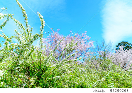 春空を背景に美しい桜満開風景「木山城跡」お花見スポット・観光名所 92290263